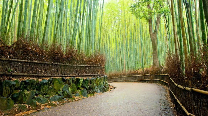 Private Tour to Monkey Park and Arashiyama Highlights - Walking Through Arashiyama’s Bamboo