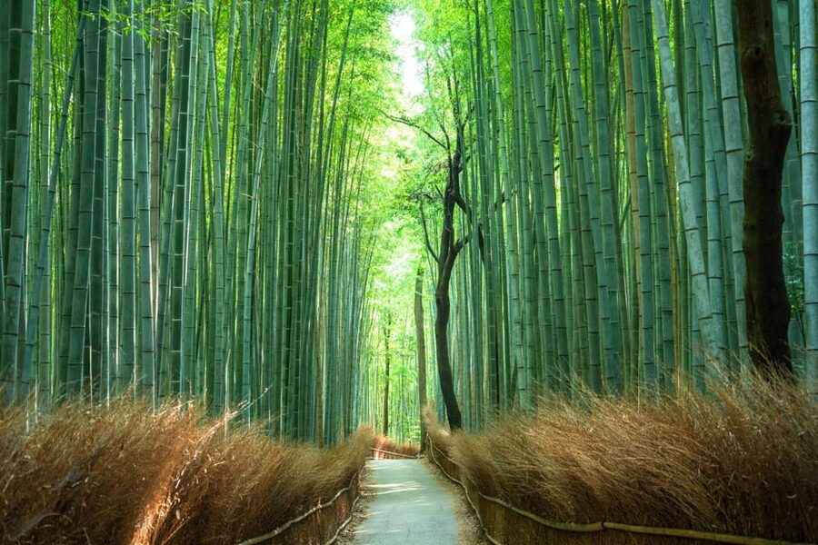 Private Tour to Monkey Park and Arashiyama Highlights - Why a Private Guide Adds Value at $38