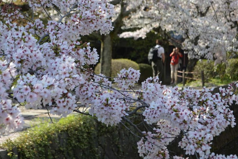 Sacred Pathways: Discover the Philosopher's Path of Kyoto - Why this walk works so well in Kyoto