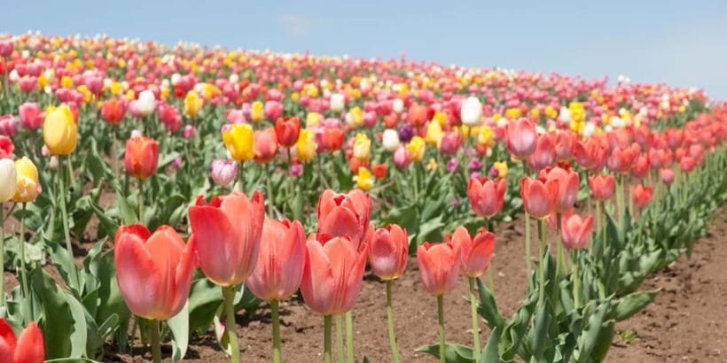 Sapporo: Furano Flower Sea & Biei Blue Pond Tour w/ Pickup - Four Seasons Color Hill from May through October