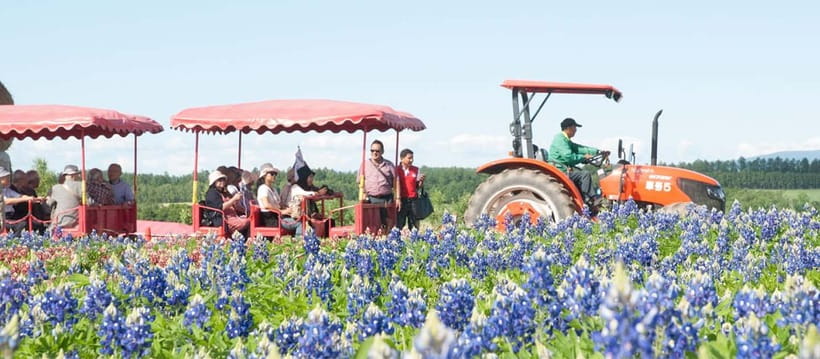 Sapporo: Furano Flower Sea & Biei Blue Pond Tour w/ Pickup - Farm Tomita and Furano’s lavender fame