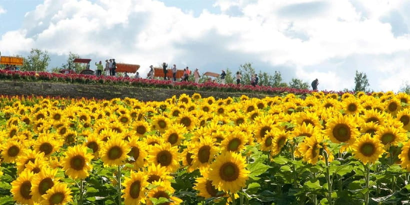 Sapporo: Furano Flower Sea & Biei Blue Pond Tour w/ Pickup - Is $77 good value?