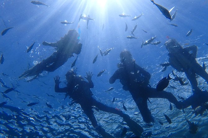 Snorkeling in the Blue Cave area【Okinawa Prefecture: Free feeding & photo images!English and Chinese speaking guide available! - What happens at Island Club and Cape Maeda