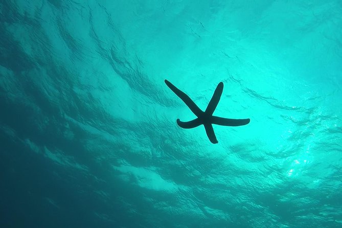 Snorkeling in the Blue Cave area【Okinawa Prefecture: Free feeding & photo images!English and Chinese speaking guide available! - Is $19.82 a good value?