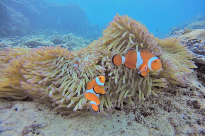 Snorkeling in the Blue Cave area【Okinawa Prefecture: Free feeding & photo images!English and Chinese speaking guide available! - The open-water snorkeling near the cave
