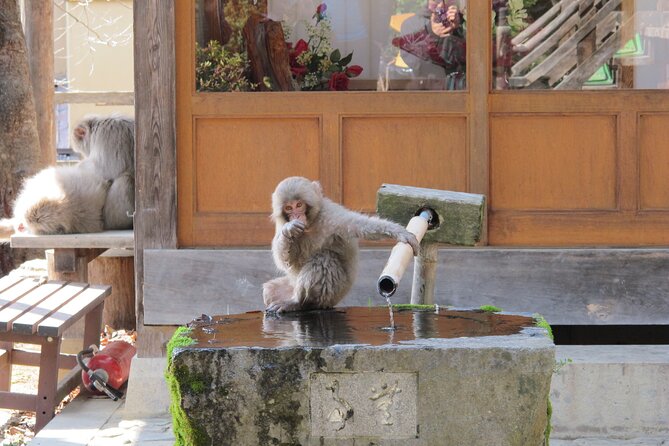 Snow Monkey & Shibu Onsen Afternoon Tour (Depart: Iiyama & Nozwa) - Walking through 1,350 years of Shibu Onsen