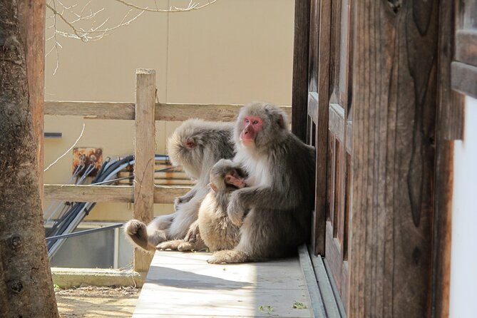 Snow Monkey & Shibu Onsen Afternoon Tour (Depart: Iiyama & Nozwa) - Watching the macaques at Jigokudani