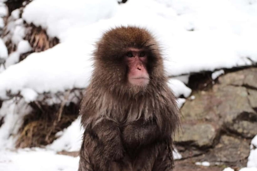 Snow Monkeys & Best of Nagano: Togakushi, Zenko-ji and more - Key points at a glance