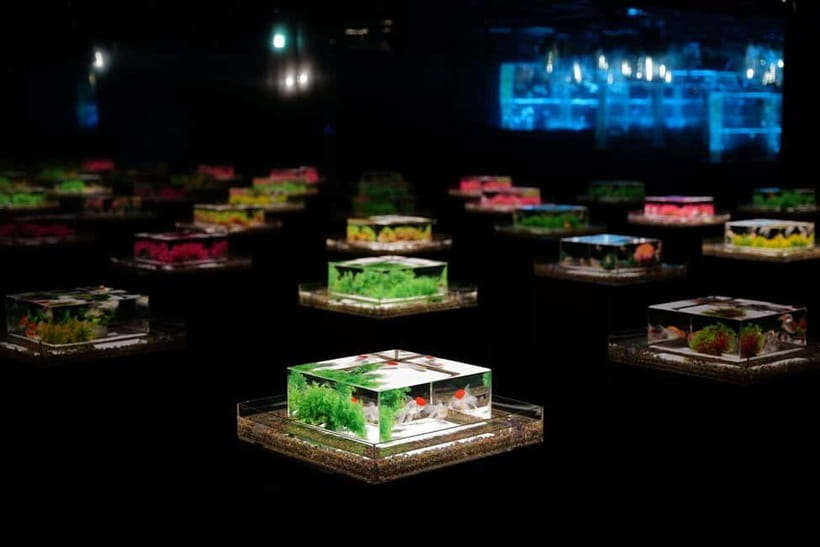 Tokyo: Art Aquarium Museum GINZA Entry Ticket - The first rooms: goldfish in a theatrical setting
