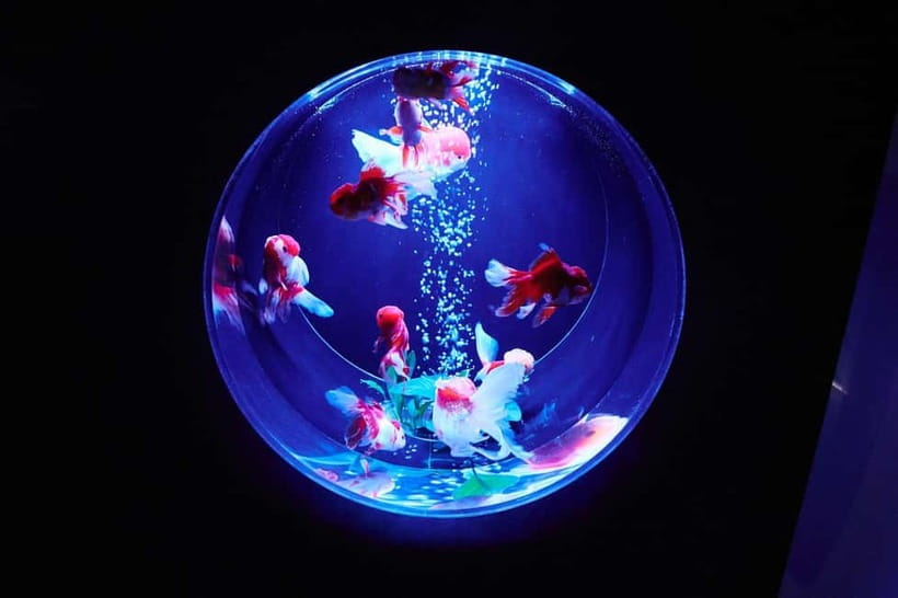 Tokyo: Art Aquarium Museum GINZA Entry Ticket - Entering through Ginza Mitsukoshi