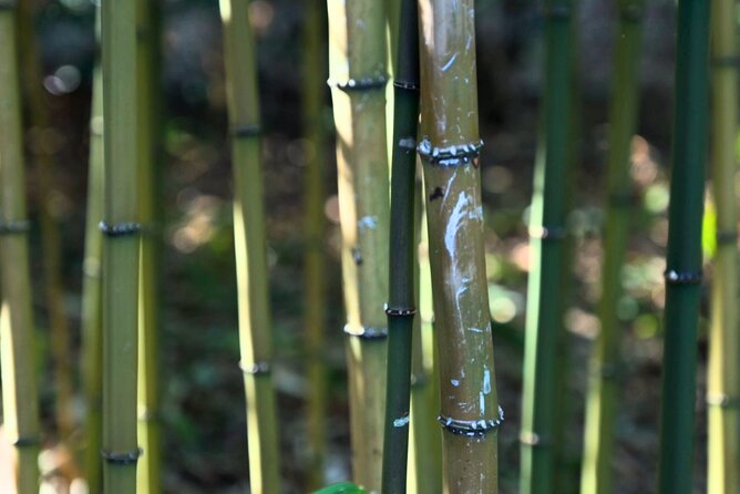 Tokyo Castle, Imperial Palace, Shogun & Garden Walking Tour - What the two-hour timing means