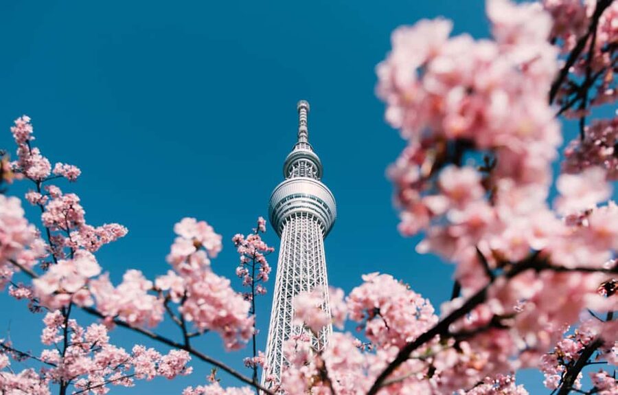 Tokyo: Customizable Day Trip Within Tokyo & English-Driver - How much value do you get for $322?