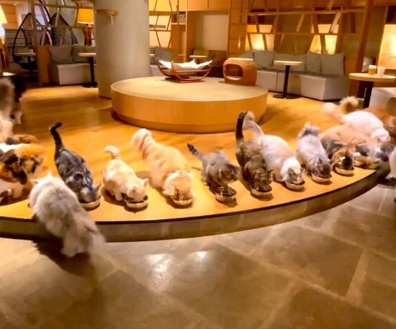 Tokyo: Gotokuji Cat Temple, Shinjuku Cat Cafe & 3D Cat Tour - Why this cat tour works in a city as large as Tokyo