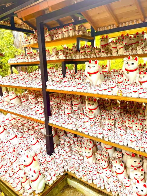 Tokyo: Gotokuji Cat Temple, Shinjuku Cat Cafe & 3D Cat Tour - Cat Cafe Mocha Lounge and the 30-minute visit