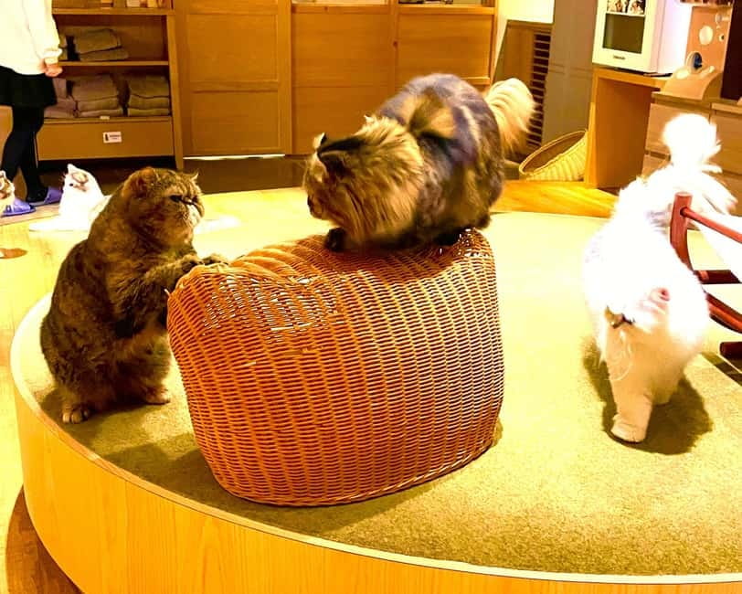 Tokyo: Gotokuji Cat Temple, Shinjuku Cat Cafe & 3D Cat Tour - Who should book this Tokyo cat tour?