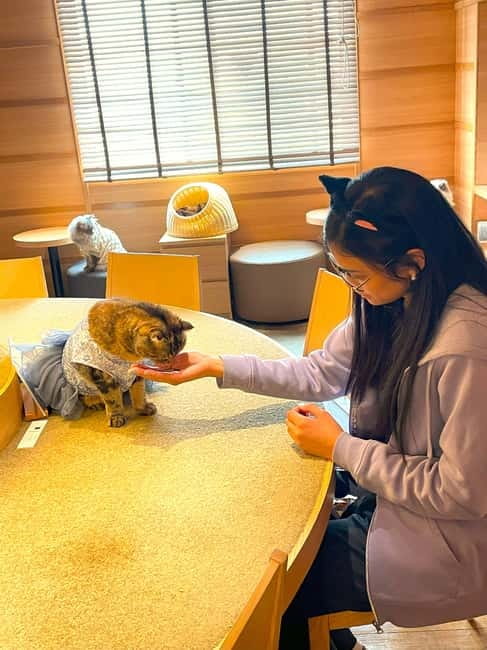 Tokyo: Gotokuji Cat Temple, Shinjuku Cat Cafe & 3D Cat Tour - Meeting the giant 3D cat in Shinjuku