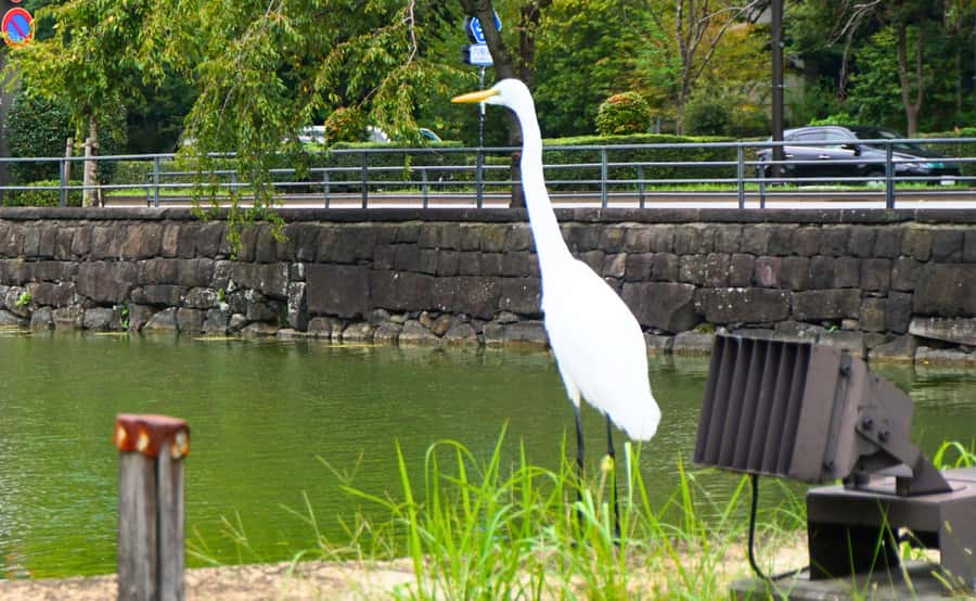 Tokyo: Imperial Palace Japanese History Walking Tour - How Much Walking and Heat to Expect