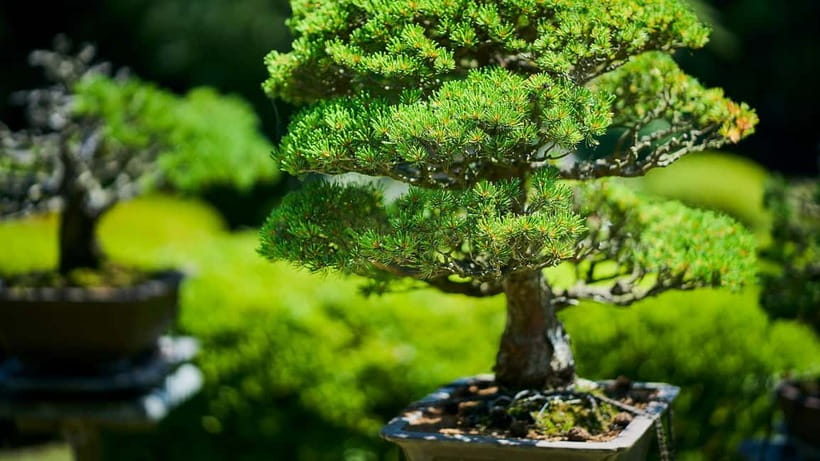 Tokyo: Meiji Shrine Walking Tour — Shinto & Imperial System - Emperor Meiji, Empress Shoken, and Japan’s great change