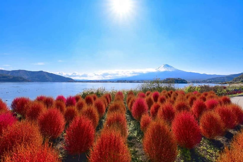 Tokyo:Mt.Fuji,Kawaguchiko Oishi Park,Arakurayama Sengen Park - Oishi Park and Its 350-Meter Flower Road