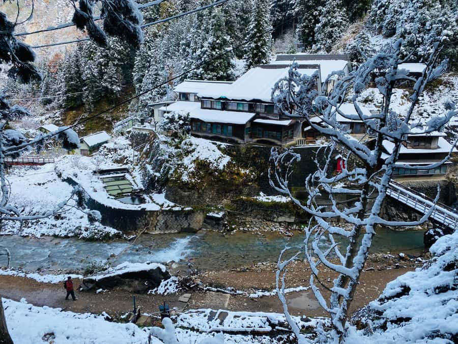 Tokyo/Nagano: private Tour with Snow Monkey Park & Temples - Why the snow monkeys are worth the long ride