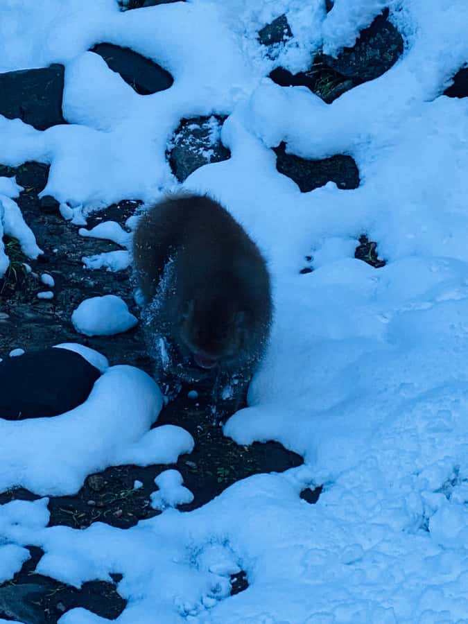 Tokyo/Nagano: private Tour with Snow Monkey Park & Temples - Shibu Onsen is best enjoyed as a walk