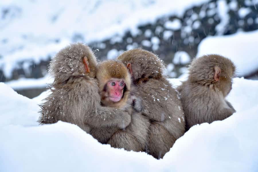 Tokyo/Nagano: private Tour with Snow Monkey Park & Temples - Obuse adds a taste of Nagano
