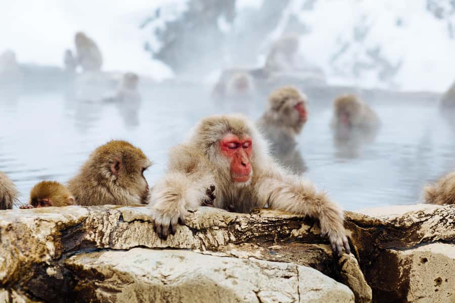 Tokyo/Nagano: private Tour with Snow Monkey Park & Temples - What the private vehicle changes