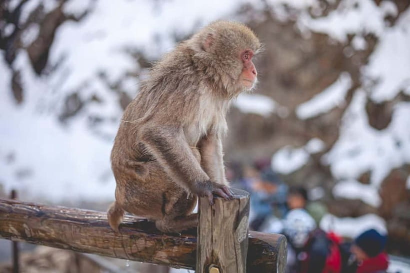 Tokyo: Nagano Snow Monkeys and Zenkoji Tour with Temples - Why the snow monkeys make this day worth the drive