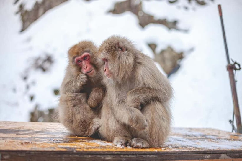 Tokyo: Nagano Snow Monkeys and Zenkoji Tour with Temples - A private car changes the feel of a 12-hour day