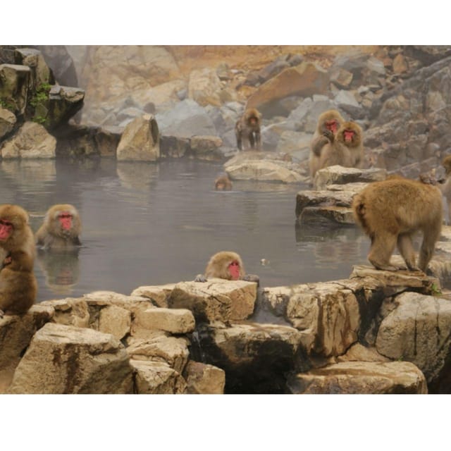 Tokyo: Snow Monkey & Nagano Customiseable Private Day Tour - Key points before you book