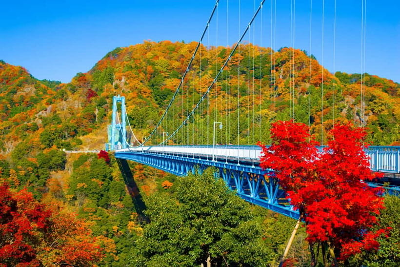 Tokyo: Spring Hitachi Seaside & Ashikaga Flower Park Tour - Key points at a glance