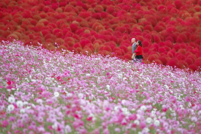 Tokyo: Spring Hitachi Seaside & Ashikaga Flower Park Tour - Should you book the Hitachi and Ashikaga day?