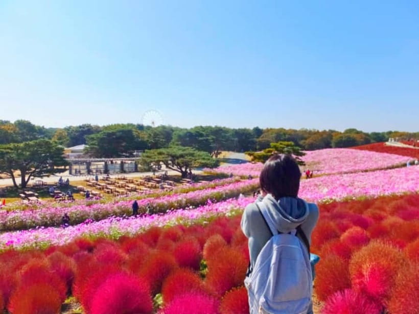 Tokyo: Spring Hitachi Seaside & Ashikaga Flower Park Tour - Two flower parks, one very long spring day
