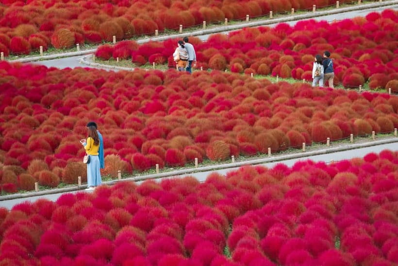 Tokyo: Spring Hitachi Seaside & Ashikaga Flower Park Tour - Ashikaga Flower Park and the Great Wisteria