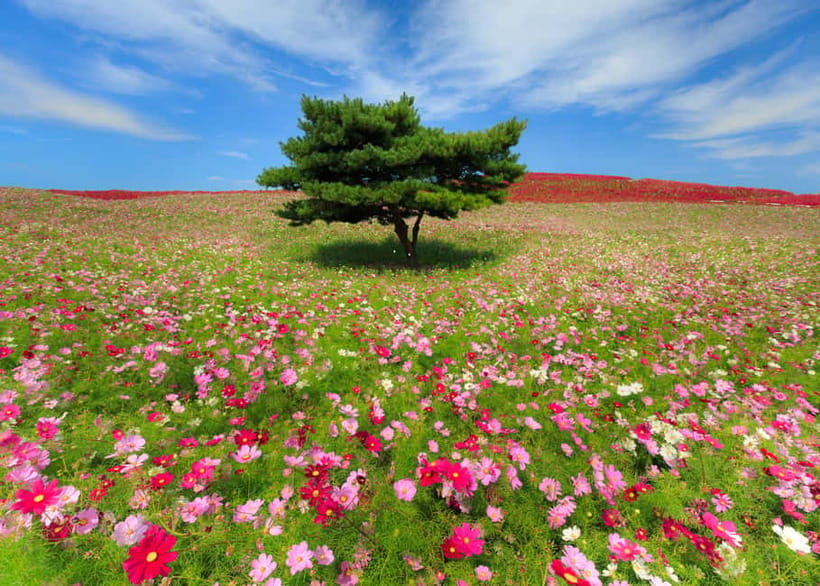 Tokyo: Spring Hitachi Seaside & Ashikaga Flower Park Tour - Guides, group rhythm, and what is included