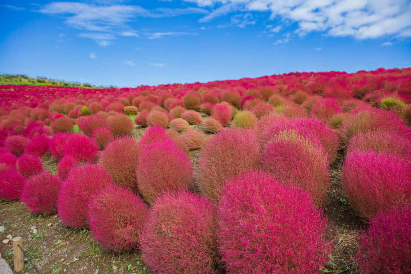 Tokyo: Spring Hitachi Seaside & Ashikaga Flower Park Tour - Practical booking advice for the $98 price
