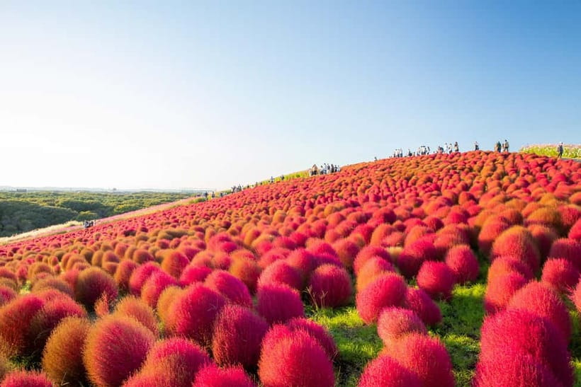 Tokyo: Spring Hitachi Seaside & Ashikaga Flower Park Tour - Miharashi Hill and Hitachi’s sea of blue