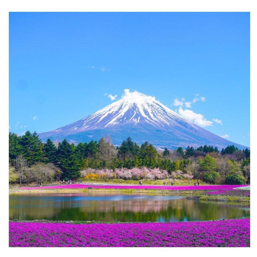 “Tokyo to Mt. Fuji & Hakone: Private Customizable Day Trip” - The car, comfort, and the human side of the tour